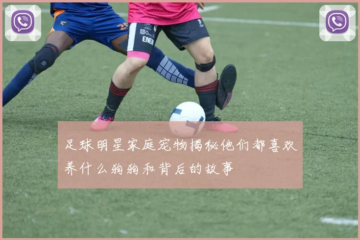 足球明星家庭宠物揭秘他们都喜欢养什么狗狗和背后的故事